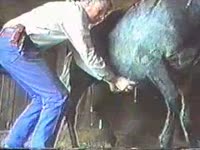 Gay beastie gal jacking of horse dick